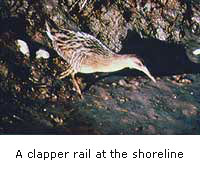 A clapper rail at the shoreline